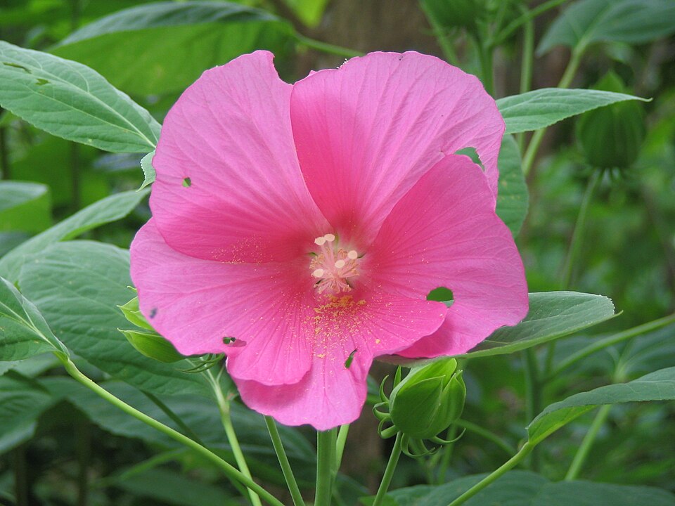 Hibiscus moscheutos (Hardy Hibiscus) (alternate view 7)