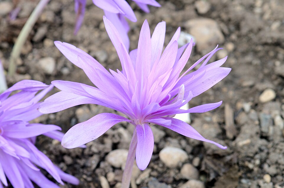 Colchicum 'Waterlily' (Waterlily Autumn Crocus) (alternate view 5)