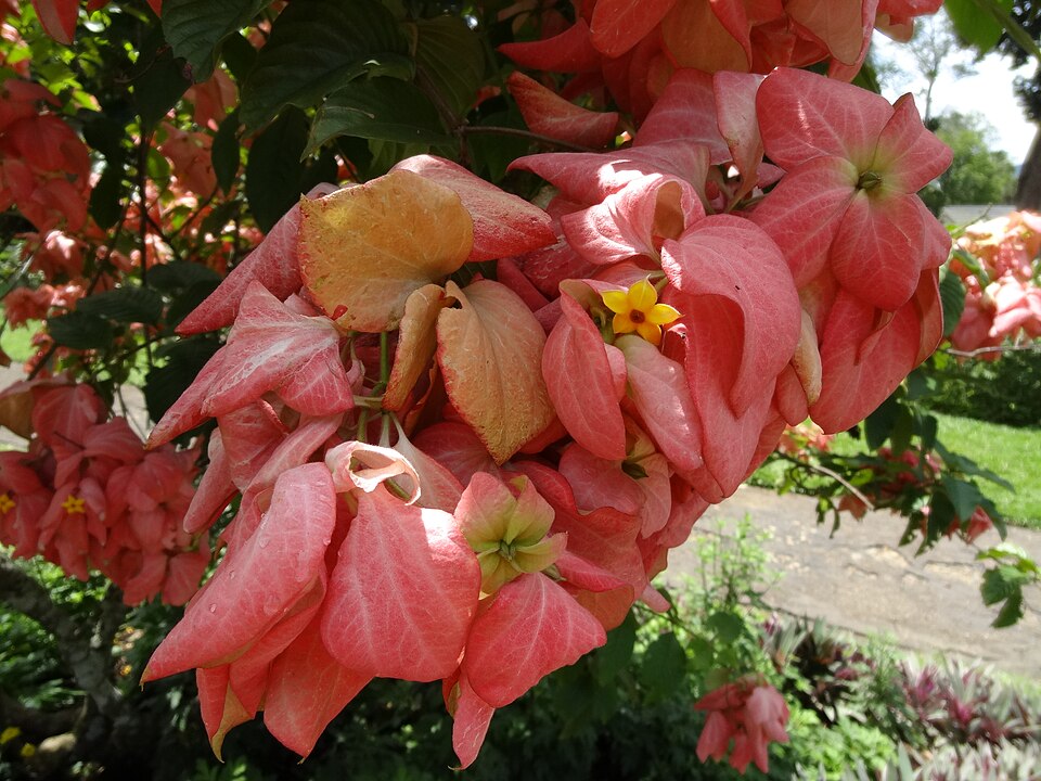 Mussaenda (alternate view 5)