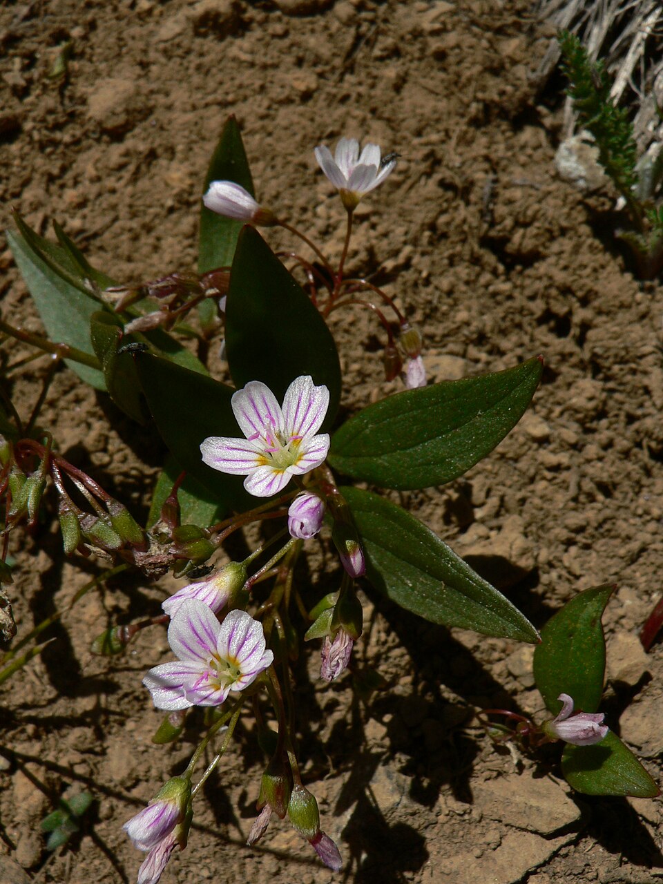 Claytonia lanceolata (Lanceleaf Springbeauty) (alternate view 6)