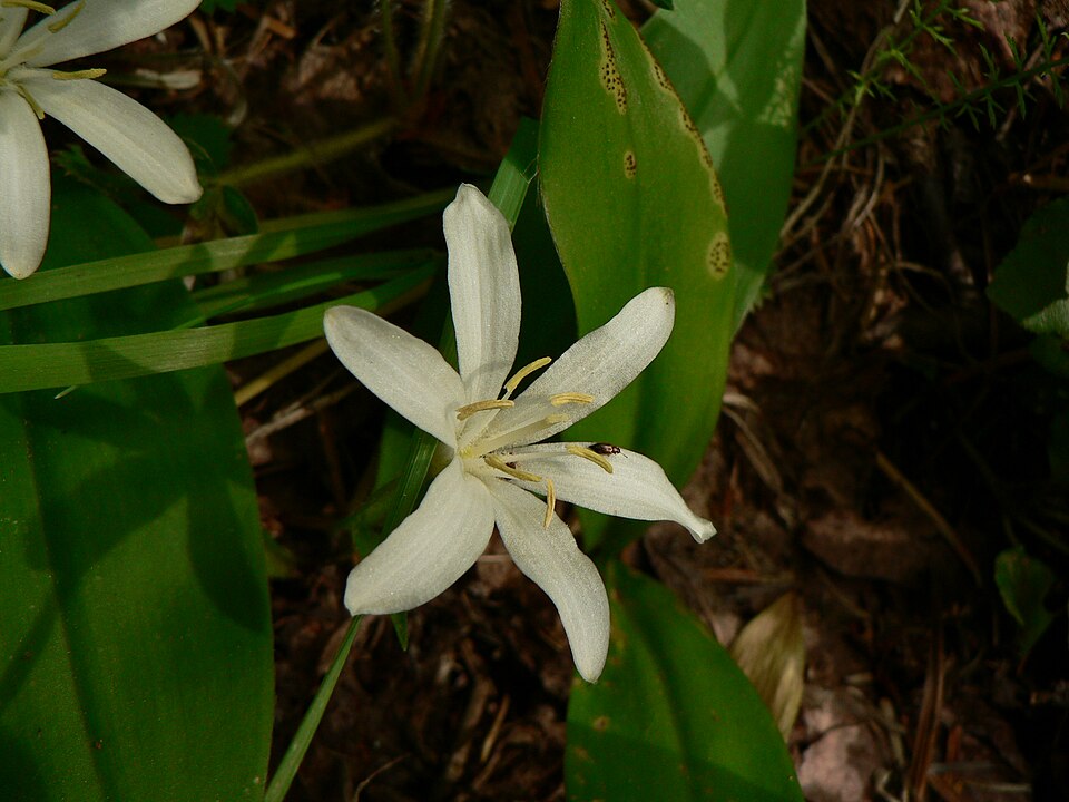 Clintonia uniflora (bead lily) (alternate view 8)