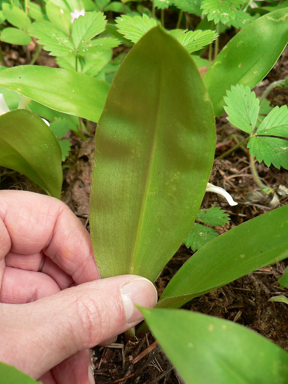 Clintonia uniflora (bead lily) (alternate view 9)