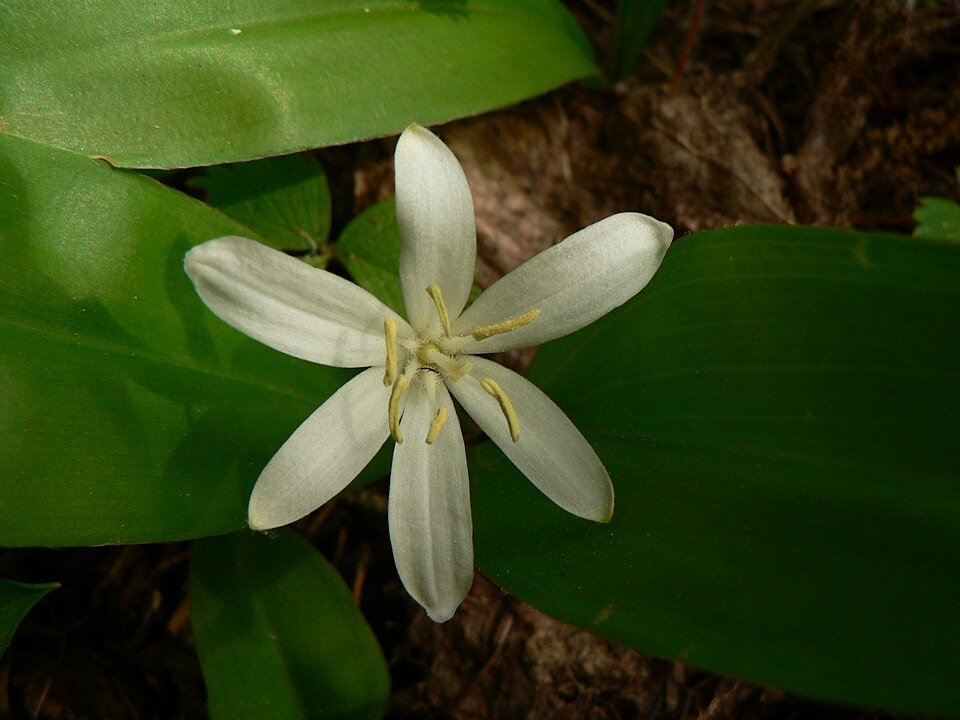 Clintonia uniflora (bead lily) (alternate view 10)