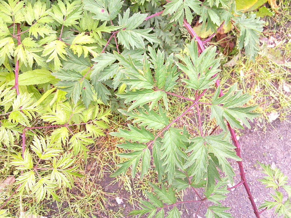 Rubus laciniatus (evergreen blackberry) (alternate view 9)