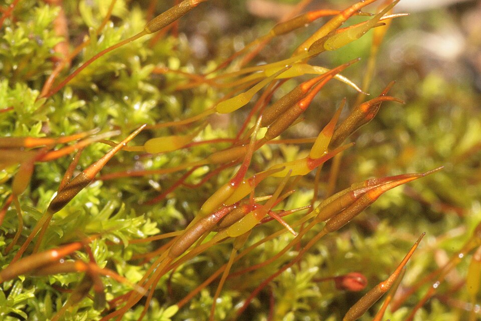 Barbula unguiculata (Bird's-Claw Beard-Moss)