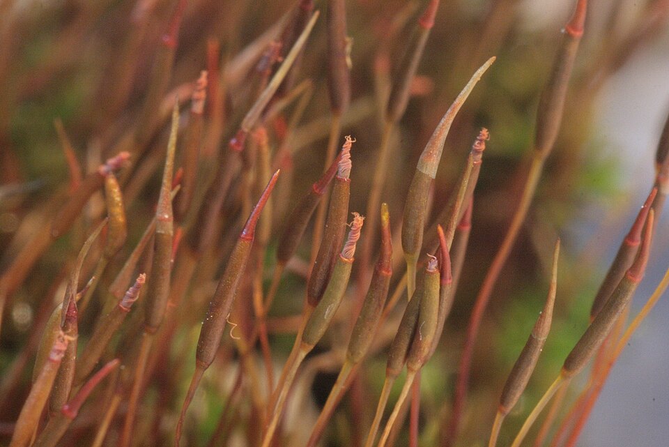 Barbula unguiculata (Bird's-Claw Beard-Moss)