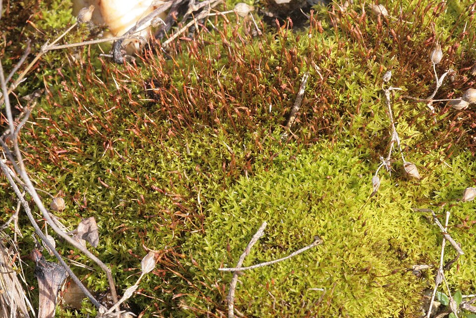 Barbula unguiculata (Bird's-Claw Beard-Moss)