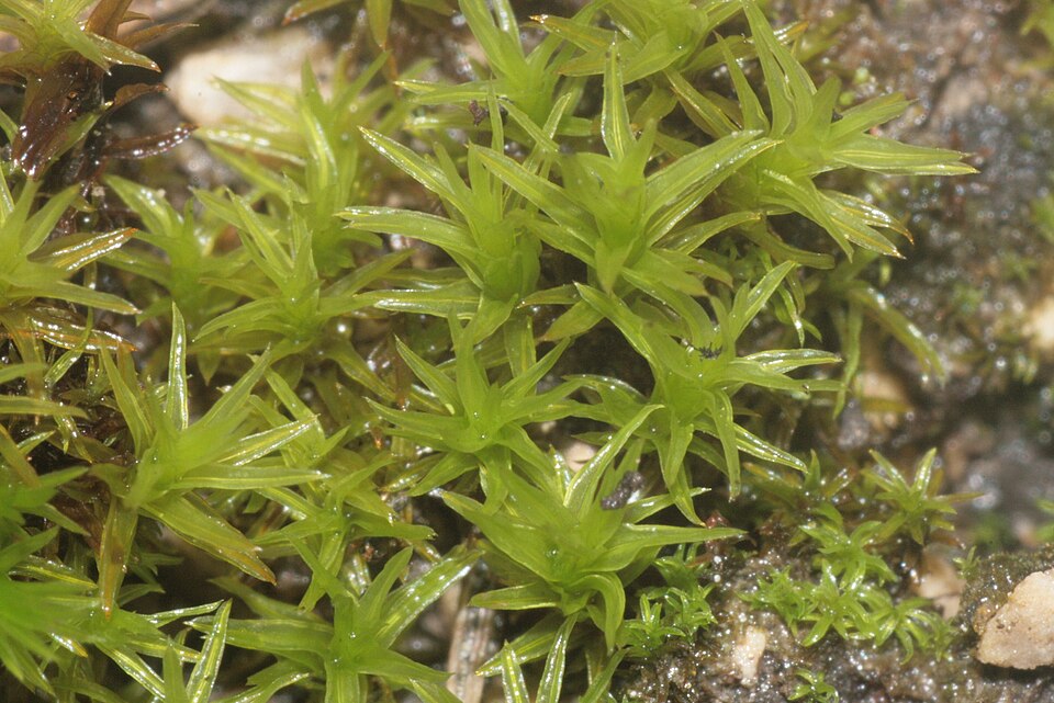 Barbula unguiculata (Bird's-Claw Beard-Moss)