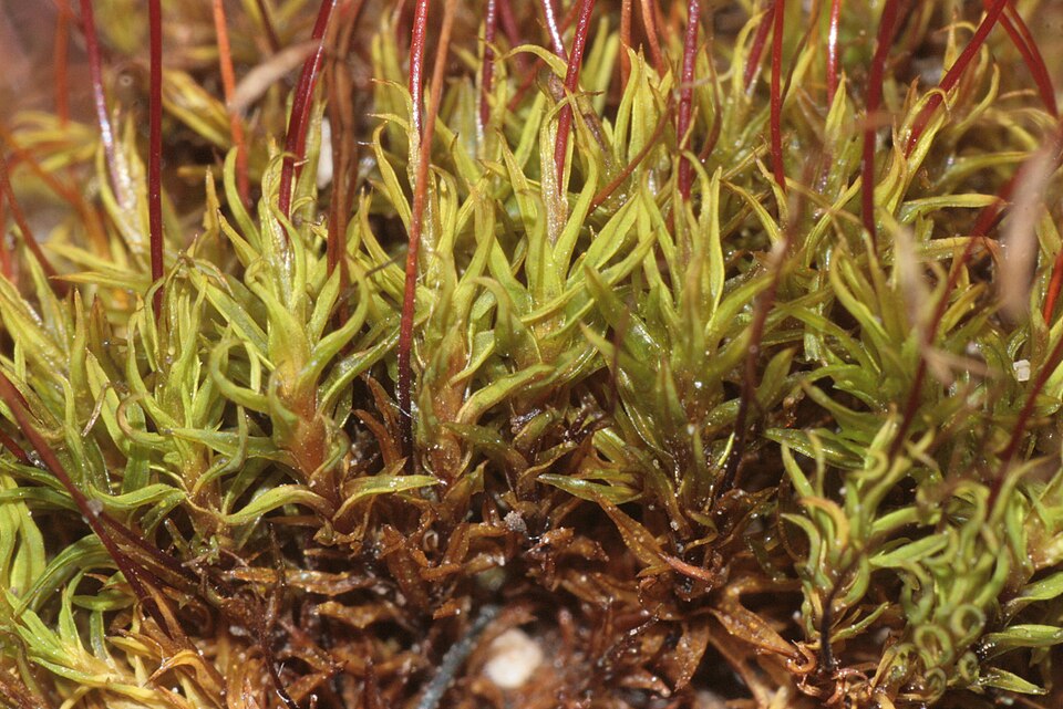 Barbula unguiculata (Bird's-Claw Beard-Moss)