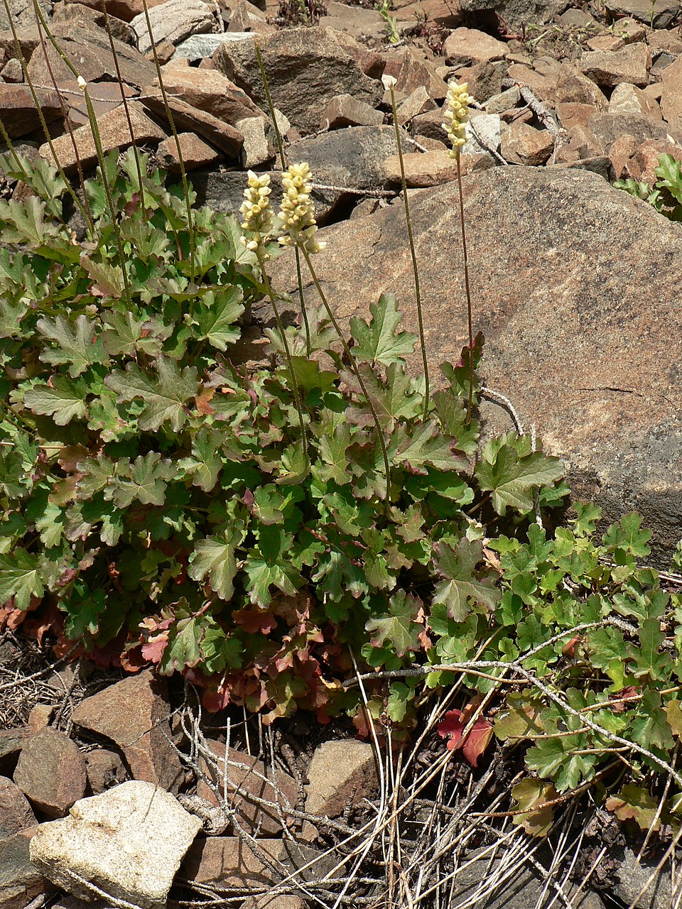 Heuchera cylindrica (Round-Leaf Alumroot) (alternate view 8)