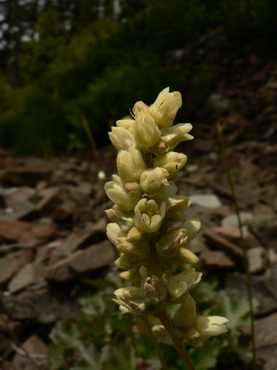 Heuchera cylindrica (Round-Leaf Alumroot) (alternate view 9)