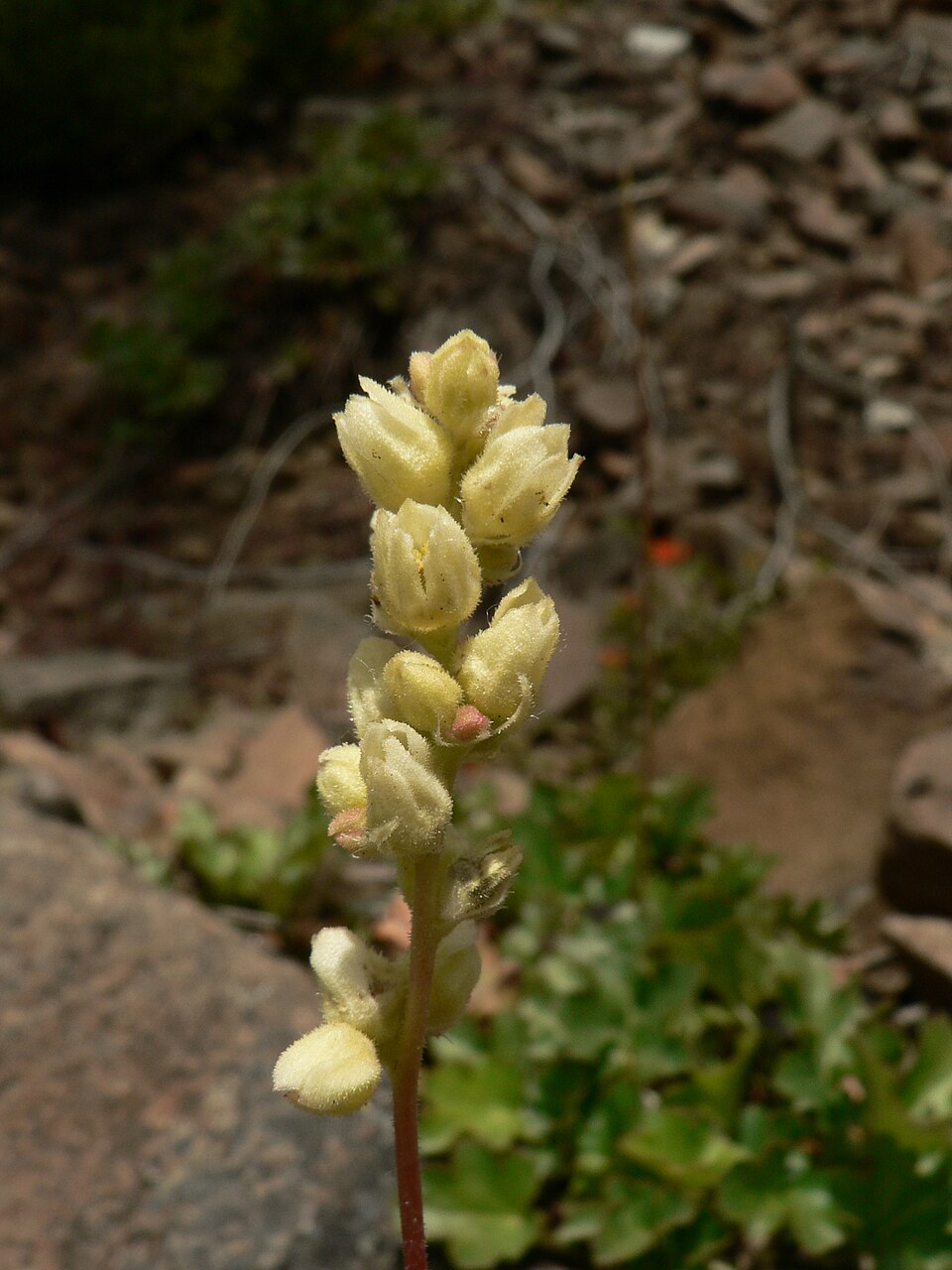 Heuchera cylindrica (Round-Leaf Alumroot) (alternate view 10)