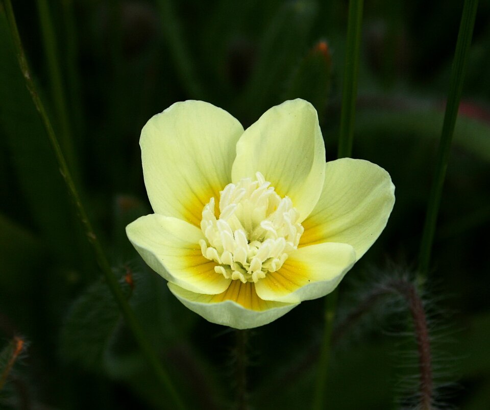 Platystemon californicus (creamcups) (alternate view 2)