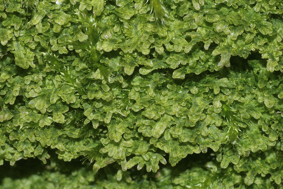 Metzgeria furcata (Forked Veilwort)