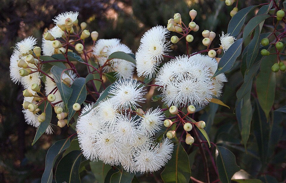 Corymbia calophylla (Marri)
