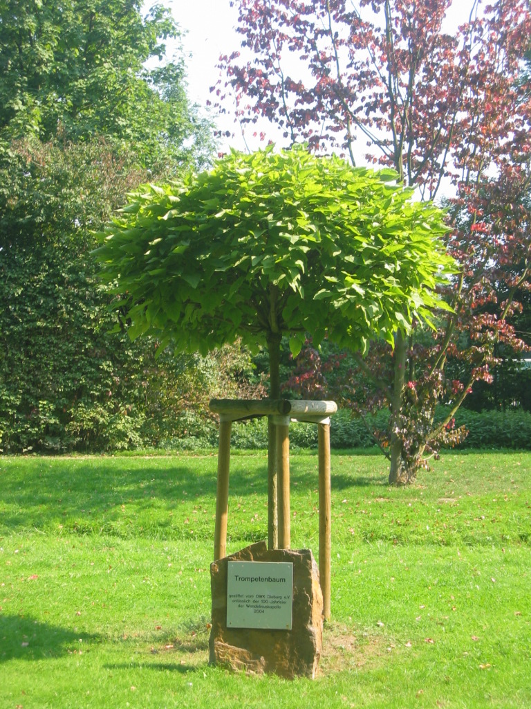 Catalpa bignonioides 'Nana' (Umbrella Catalpa)