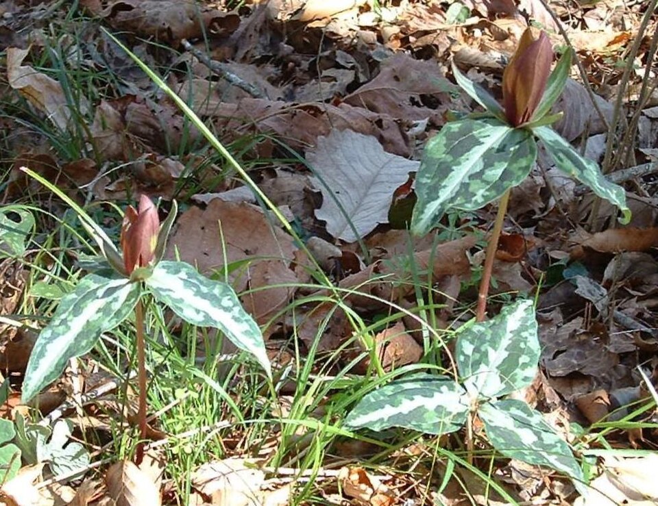 Trillium decipiens (alternate view 7)