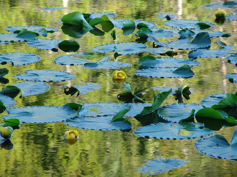 Nuphar polysepala (western yellow pond-lily) (alternate view 6)