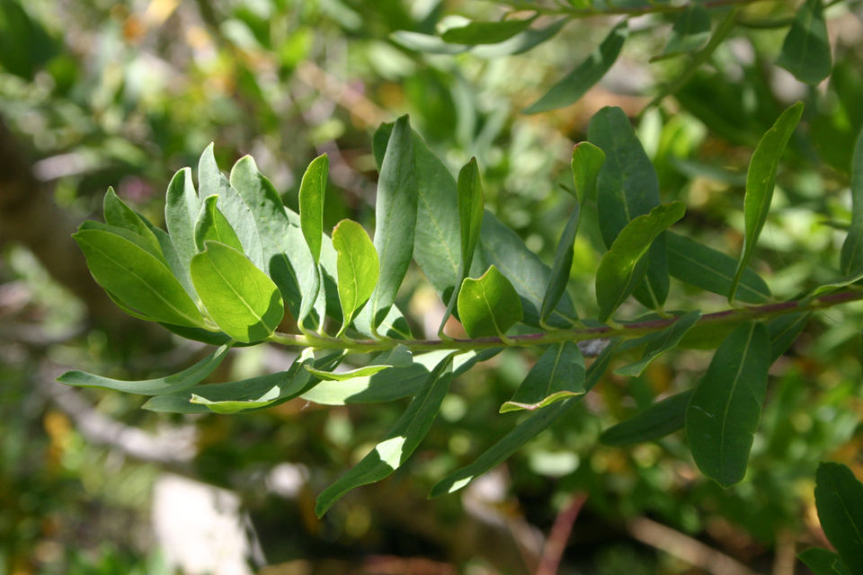 Polygala myrtifolia (Sweet Pea Shrub) (alternate view 7)