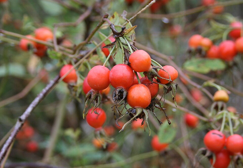 Rosa pisocarpa (clustered wild rose) (alternate view 8)