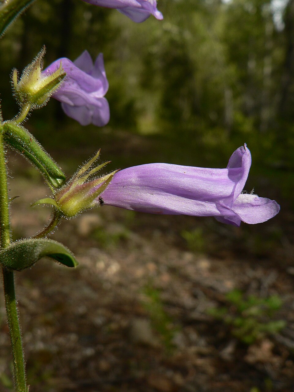 Penstemon fruticosus (Shrubby Penstemon) (alternate view 6)