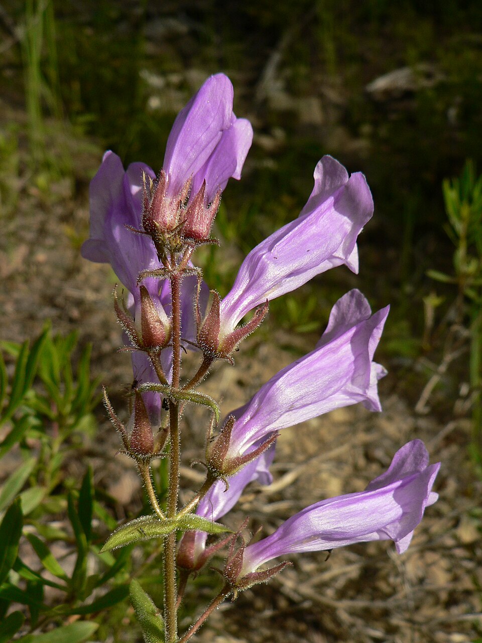 Penstemon fruticosus (Shrubby Penstemon) (alternate view 7)