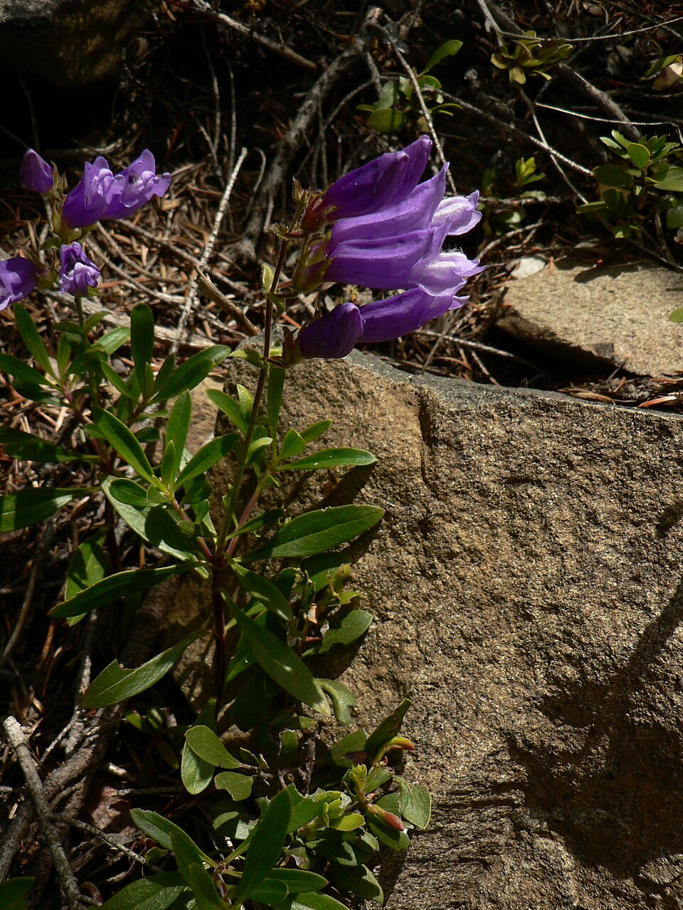 Penstemon fruticosus (Shrubby Penstemon) (alternate view 8)