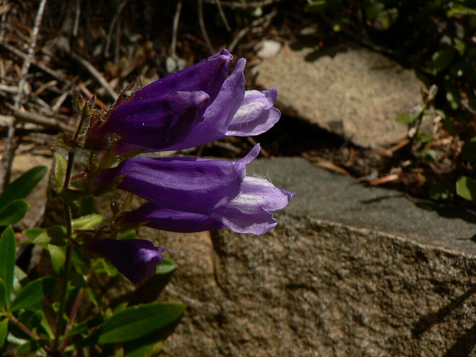 Penstemon fruticosus (Shrubby Penstemon) (alternate view 9)