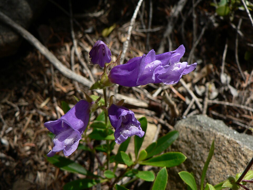 Penstemon fruticosus (Shrubby Penstemon) (alternate view 10)