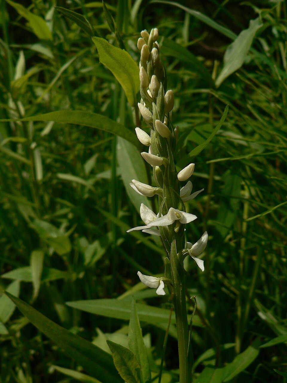 Platanthera dilatata (white bog orchid) (alternate view 5)