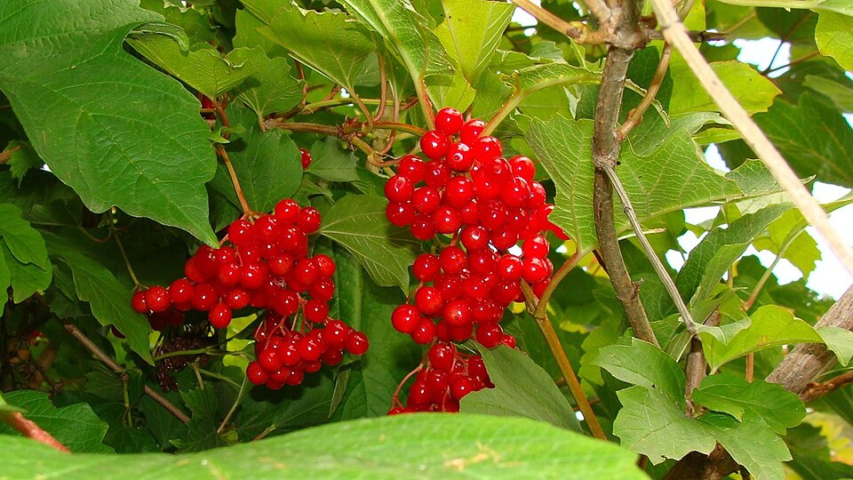 Viburnum opulus var. americanum (American cranberry bush) (alternate view 8)