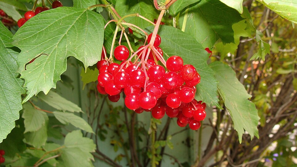 Viburnum opulus var. americanum (American cranberry bush) (alternate view 9)