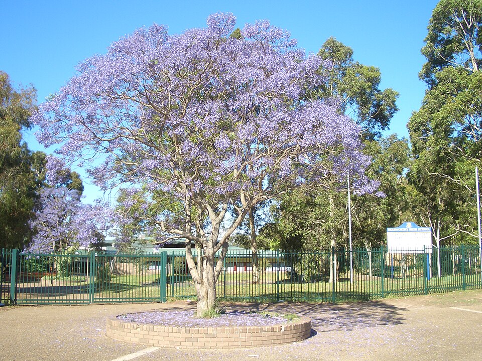 Jacaranda (jacarandas) (alternate view 5)