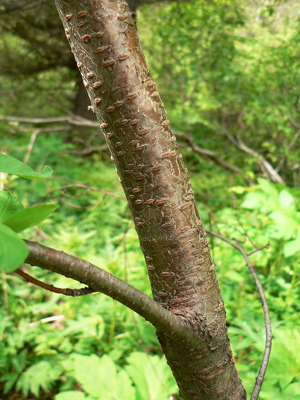Prunus emarginata (Bitter Cherry) (alternate view 8)