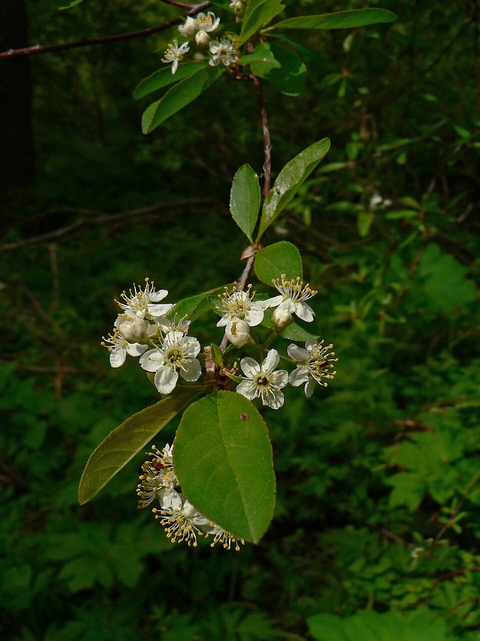 Prunus emarginata (Bitter Cherry) (alternate view 9)