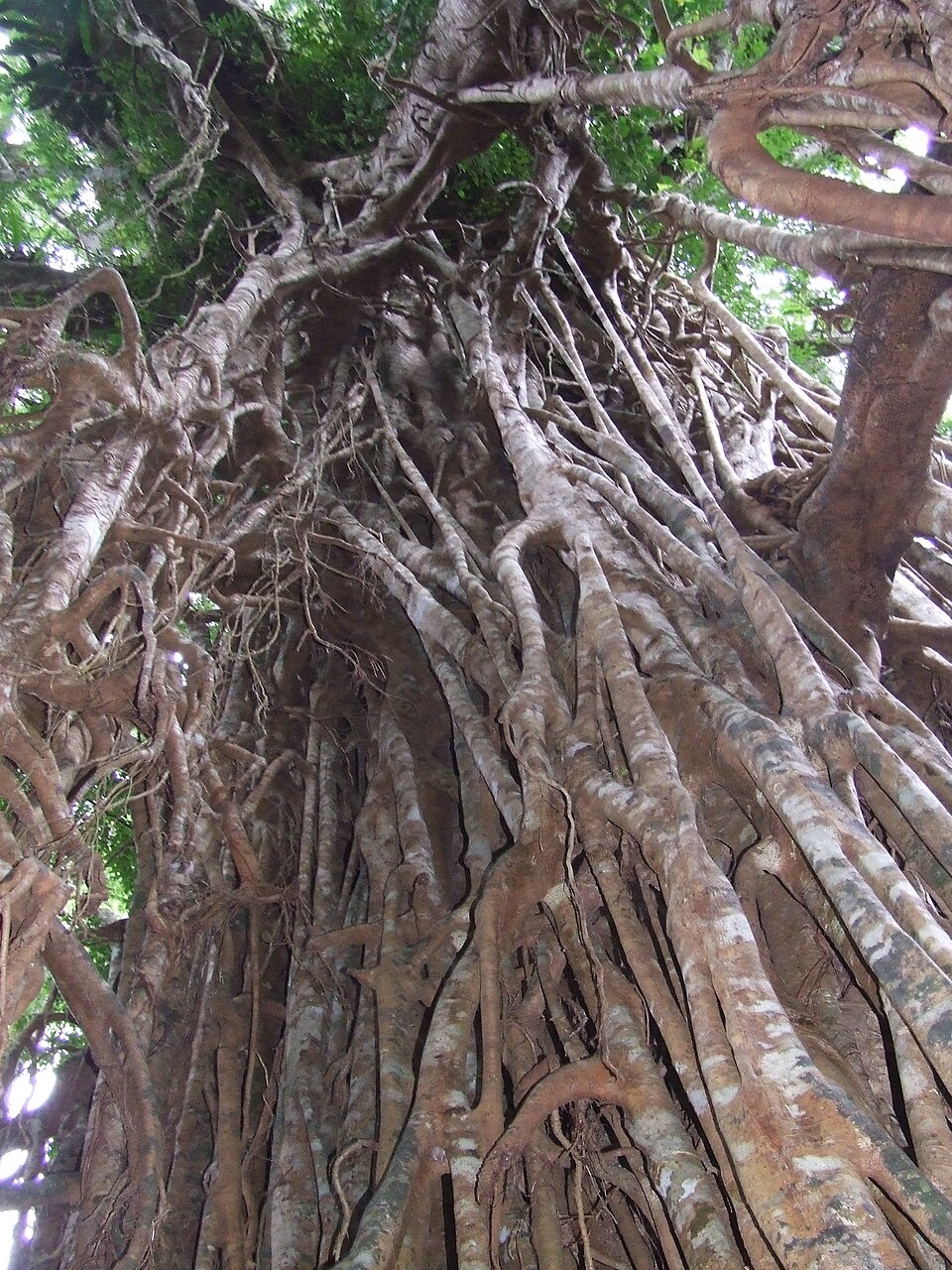 Ficus virens (White fig) (alternate view 9)