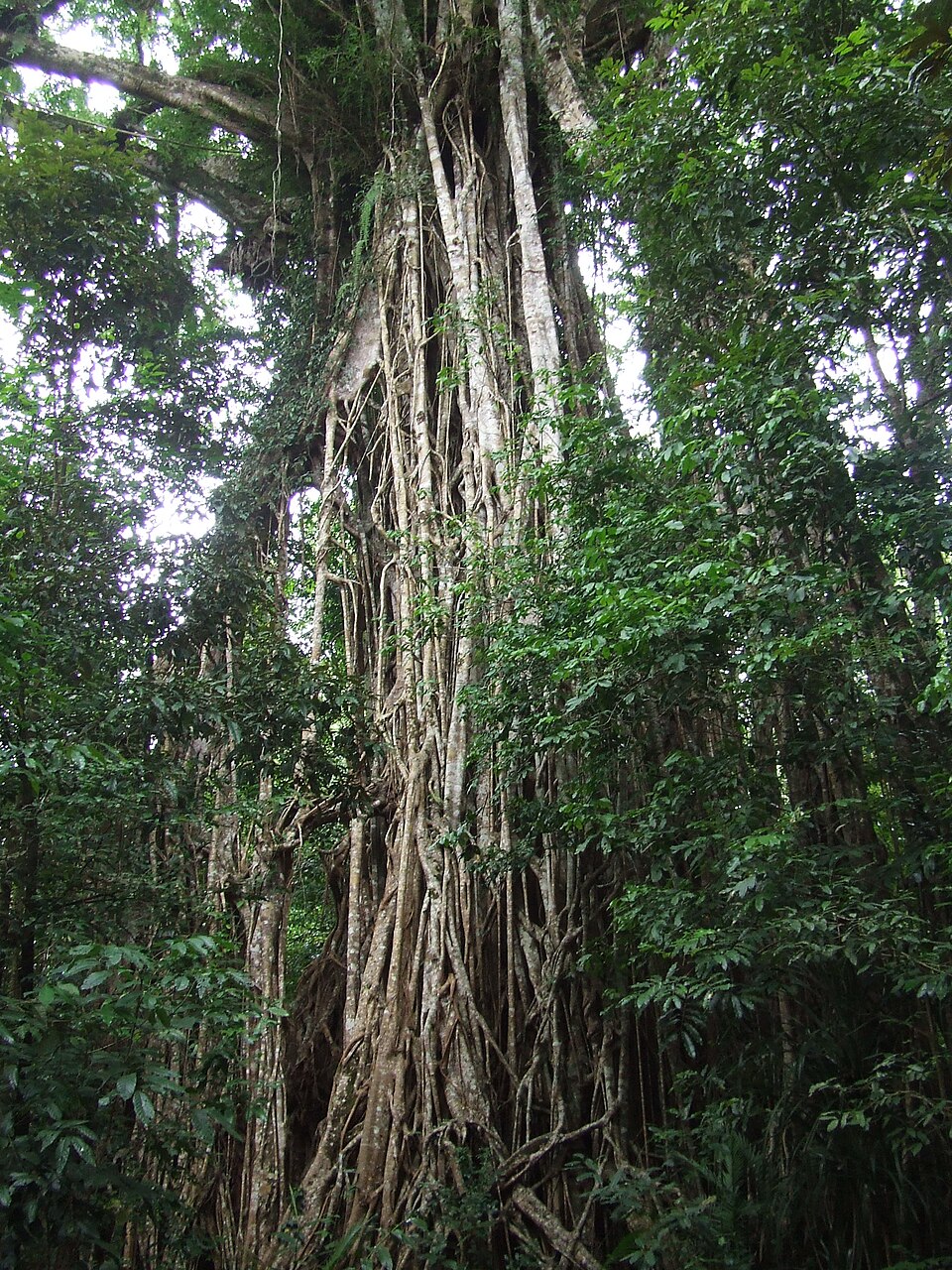 Ficus virens (White fig) (alternate view 10)