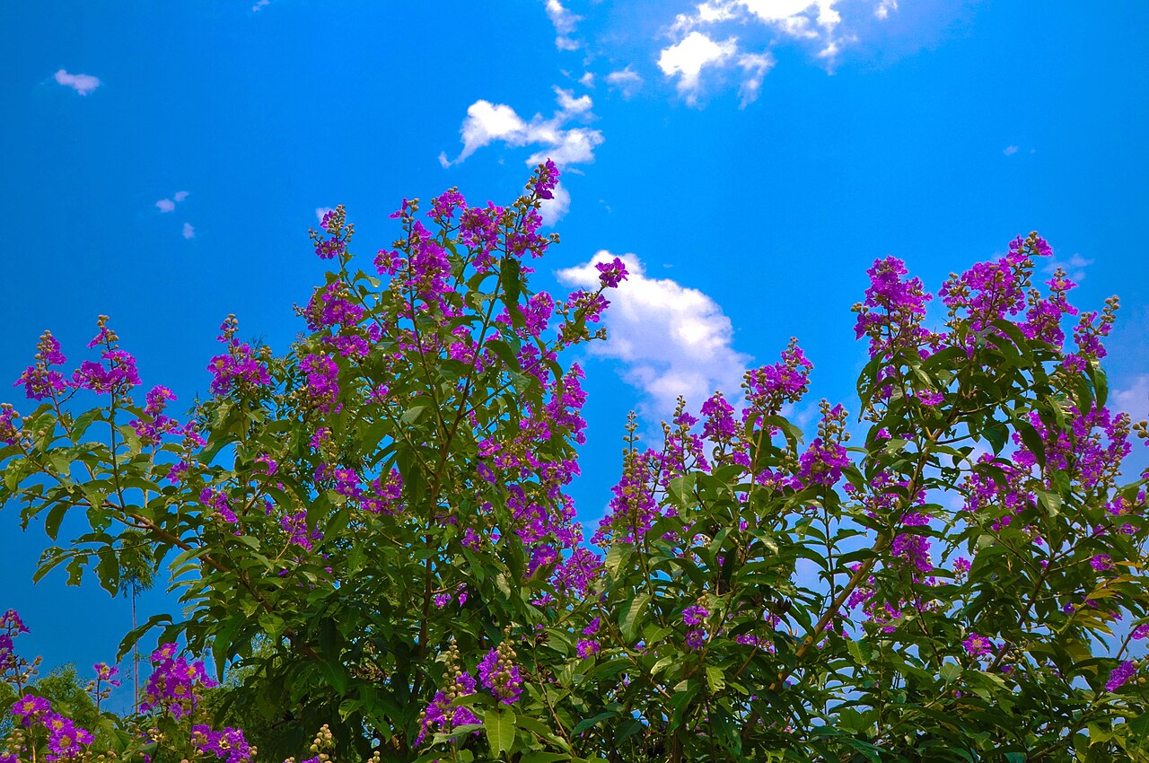 Lagerstroemia speciosa, Queen's crape myrtle — upright deciduous (Lythraceae) (image 8 of 8)