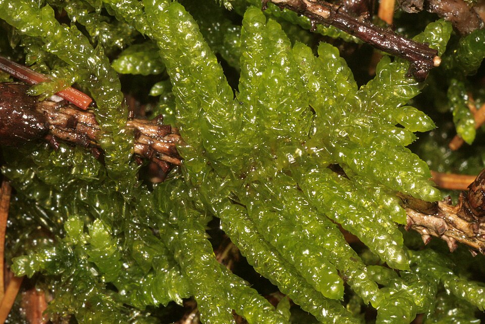 Pseudoscleropodium purum (Neat Feather-moss)
