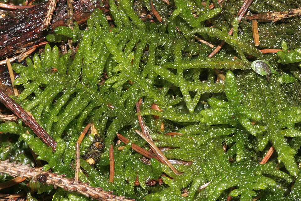Pseudoscleropodium purum (Neat Feather-moss)