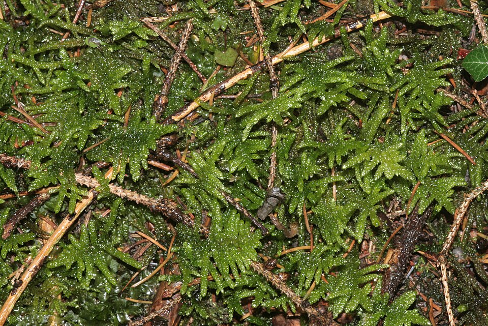 Pseudoscleropodium purum (Neat Feather-moss)