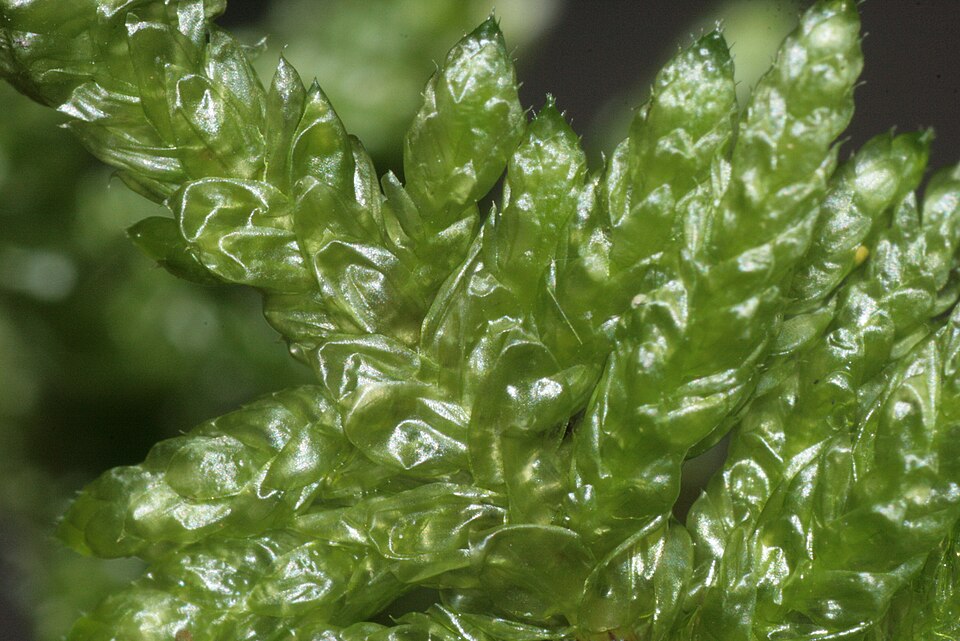 Pseudoscleropodium purum (Neat Feather-moss)