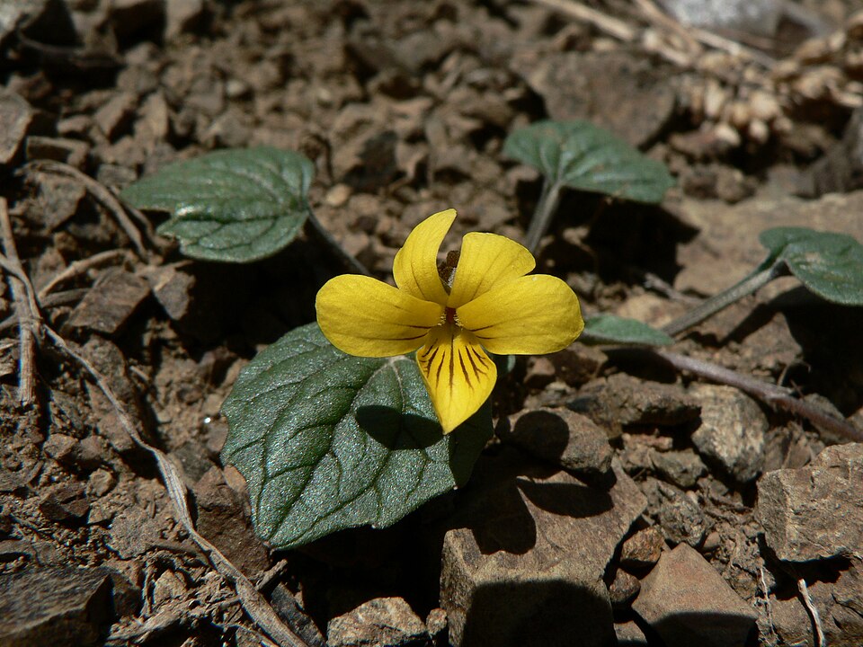 Viola purpurea (Goosefoot violet) (alternate view 6)