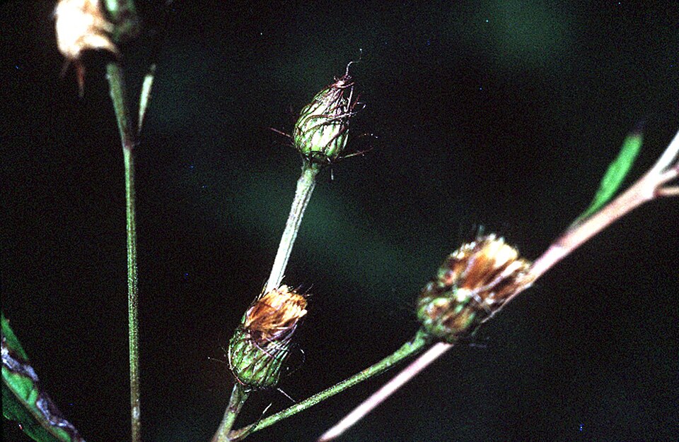 Vernonia noveboracensis (New York Ironweed) (alternate view 7)