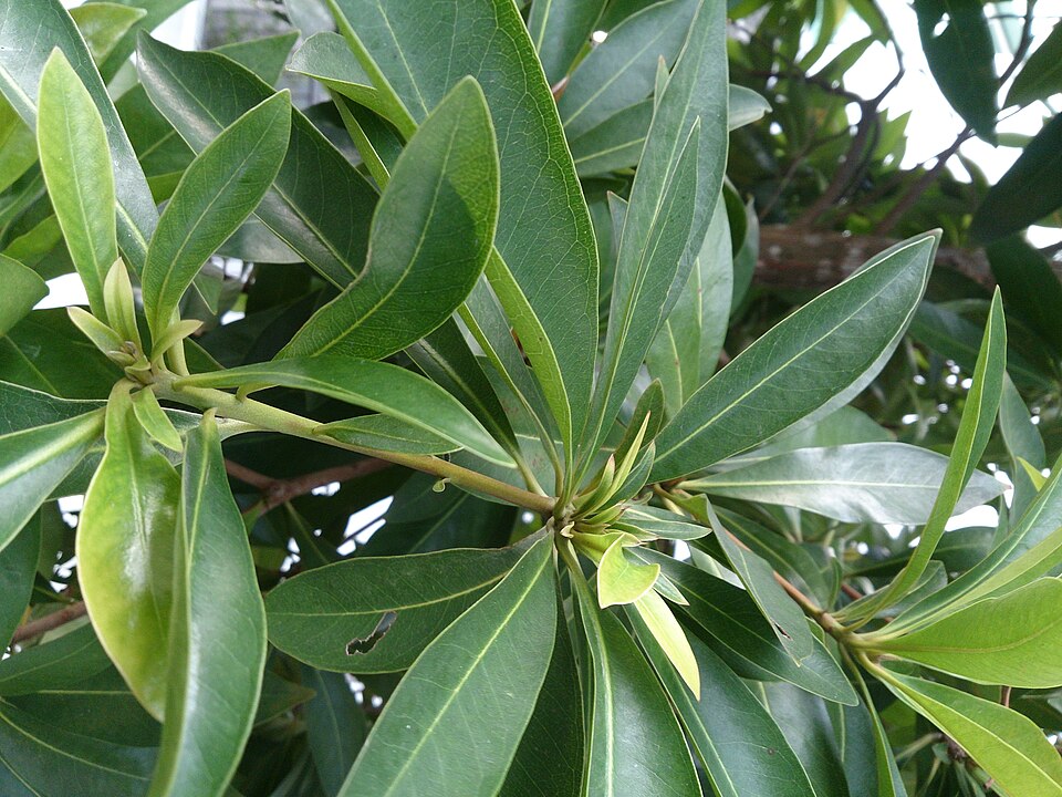 Xanthostemon chrysanthus (Golden Penda) (alternate view 6)
