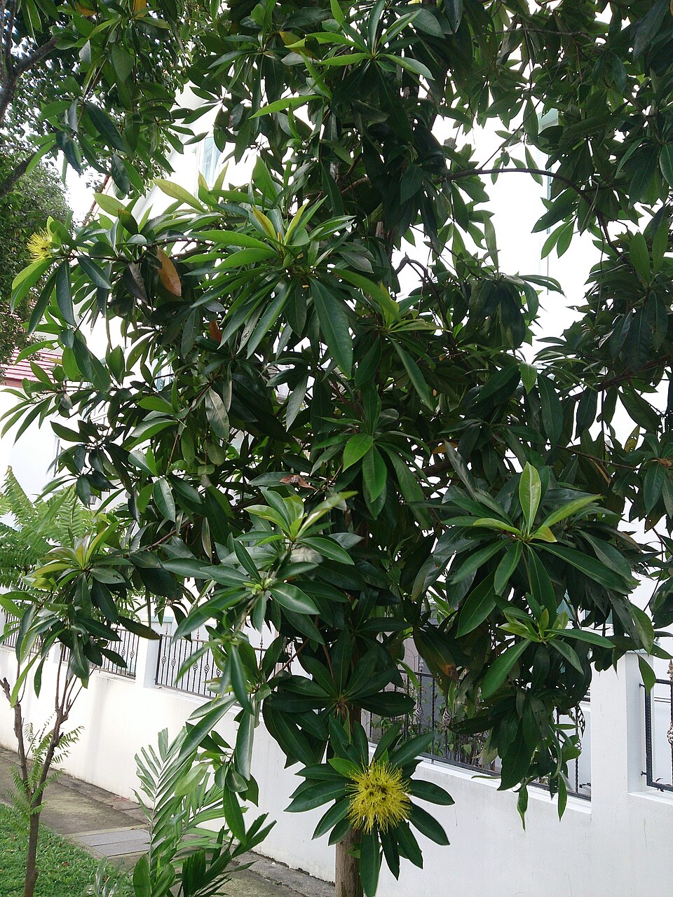 Xanthostemon chrysanthus (Golden Penda) (alternate view 7)