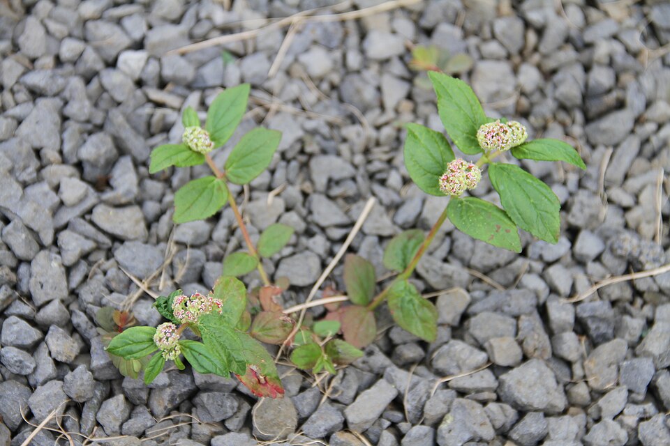 Euphorbia hirta (Asthma Plant)