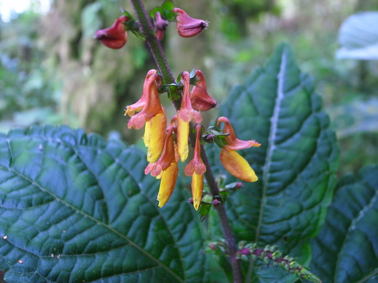 Coleus (Coleus)