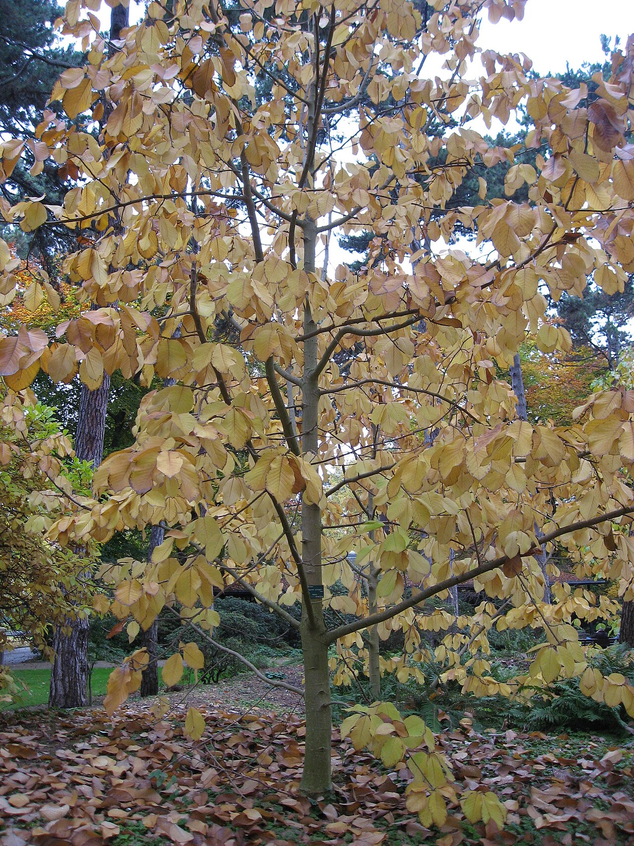 Magnolia sprengeri (Sprenger's Magnolia)