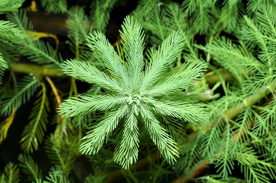 Myriophyllum aquaticum (parrotfeather) (alternate view 6)